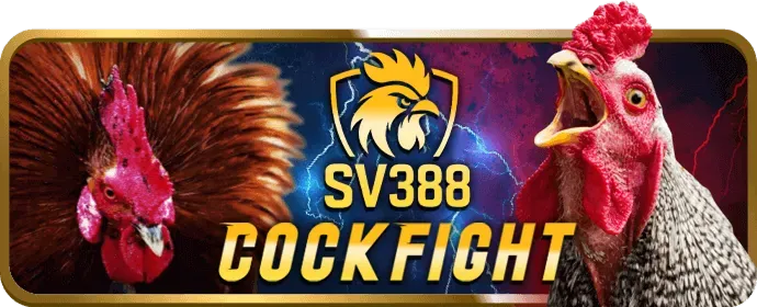 Đá gà cựa sắt kịch tính tại agbong88 nhà cái